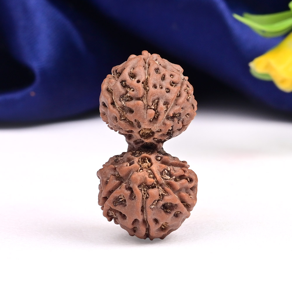 Gauri Shankar 10 Mukhi from Java Indonesia Large - III