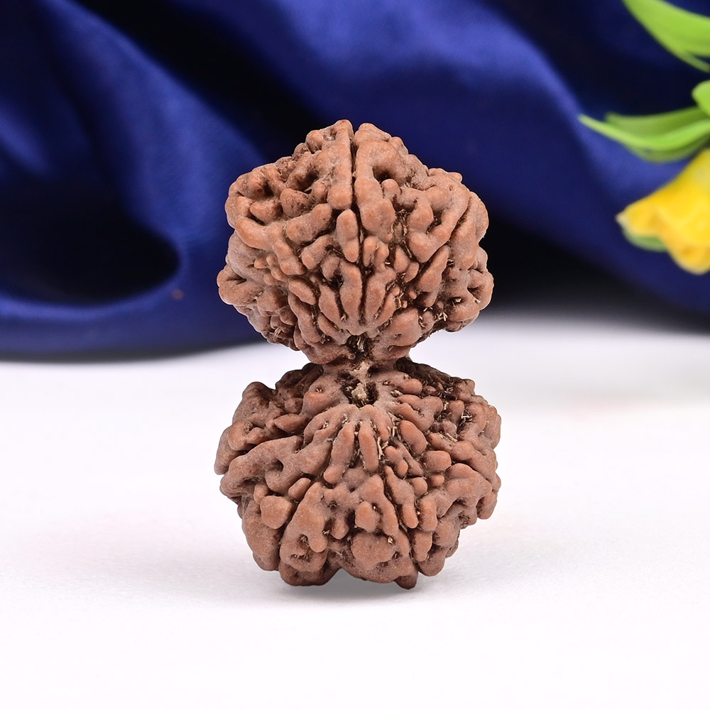 Super Collector Gauri Shankar 12 Mukhi from Java - I