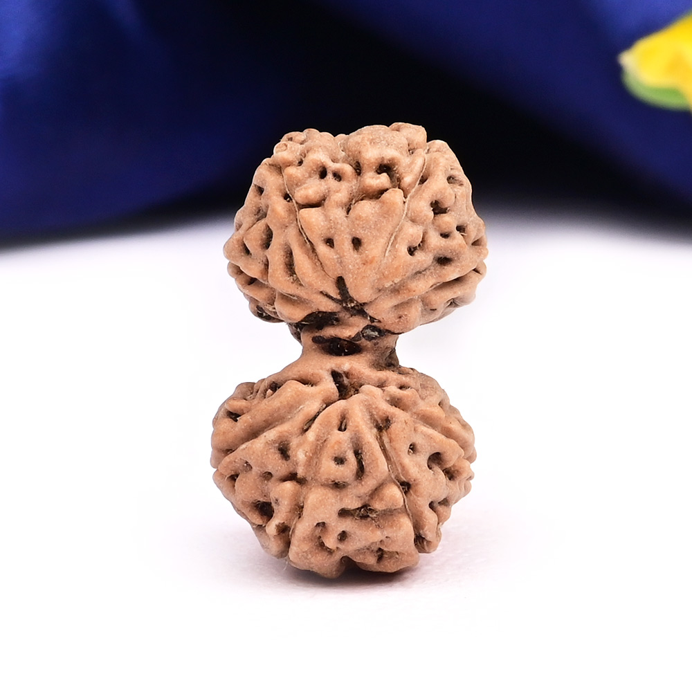 9 Mukhi Gaurishankar Java Indonesia - II