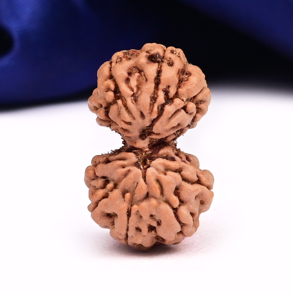 9 Mukhi Gaurishankar Java Indonesia - III