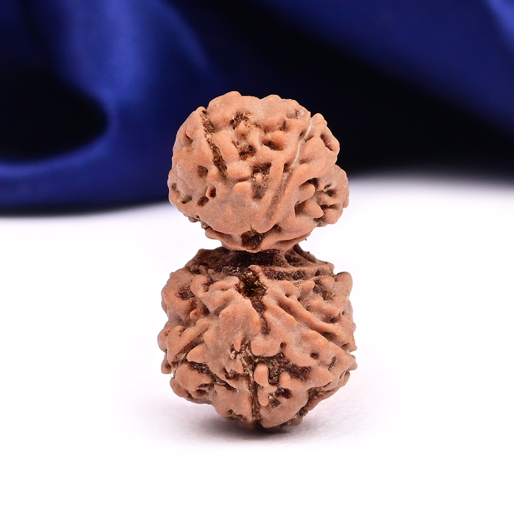 Gauri Shankar 9 Mukhi from Java Indonesia Large - II