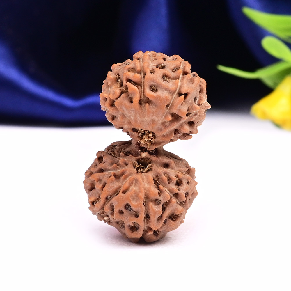 Gauri Shankar 13 Mukhi from Java Indonesia Large - II