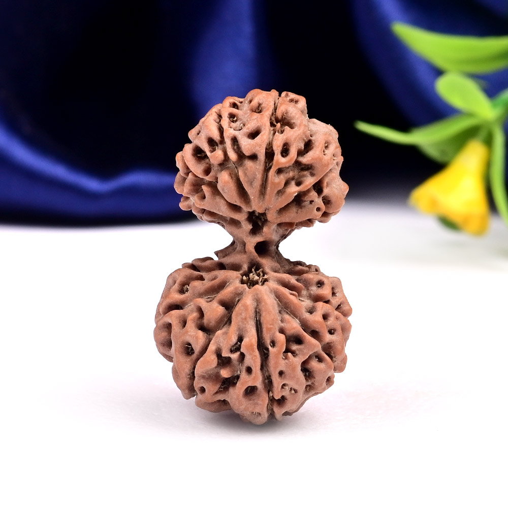 Gauri Shankar 13 Mukhi from Java Indonesia Large - III