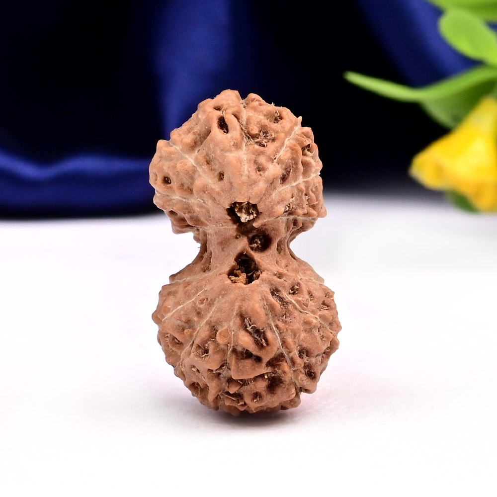 14 Mukhi Gaurishankar Java Indonesia - VI