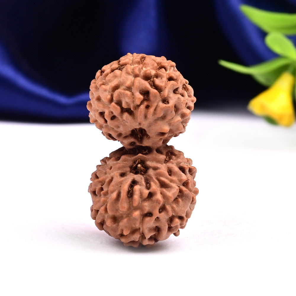 Gauri Shankar 14 Mukhi from Java Indonesia Large - II