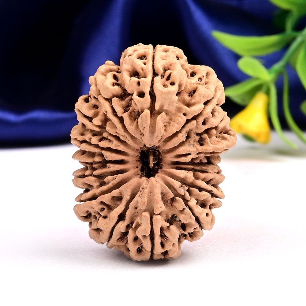 Super Collector 16 Mukhi from Nepal - VIII