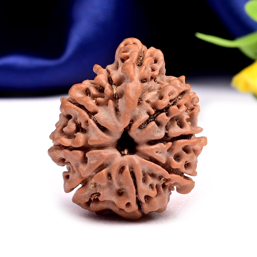 Ganesh Rudraksha 9 Mukhi from Nepal - IX