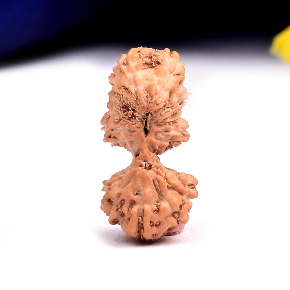 Gauri Shankar 21 Mukhi from Java Indonesia Small - III