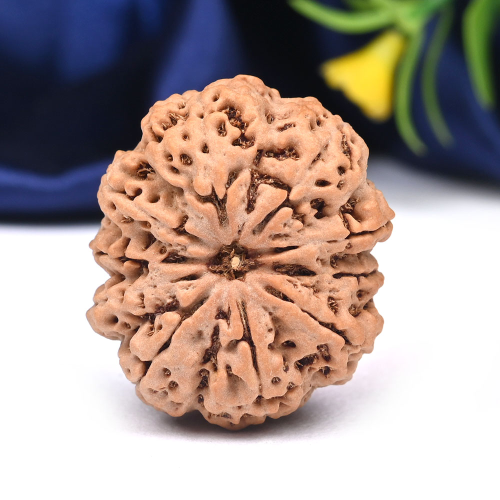 Super Collector 10 Mukhi from Nepal - XL