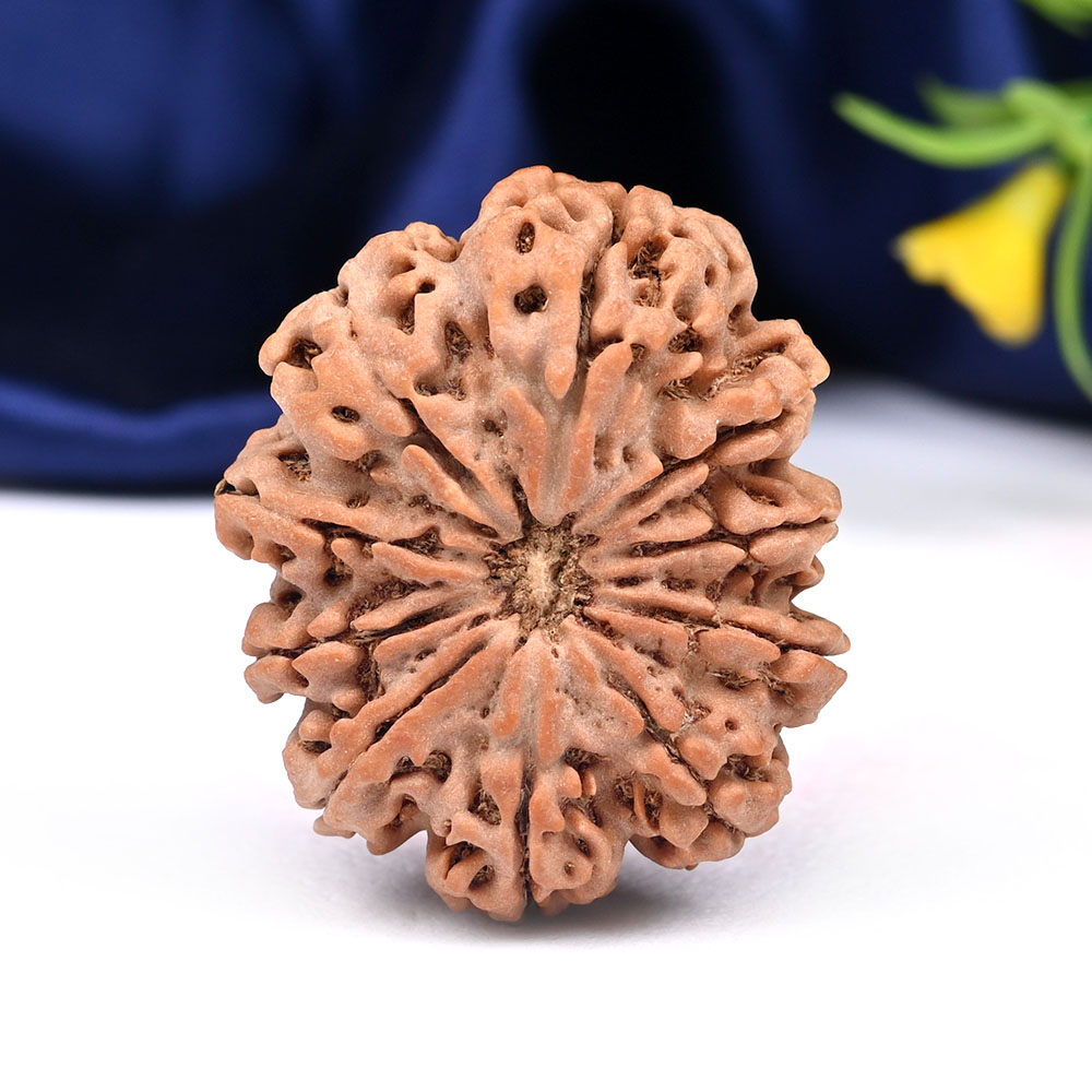 Super Collector 10 Mukhi from Nepal - XLVIII