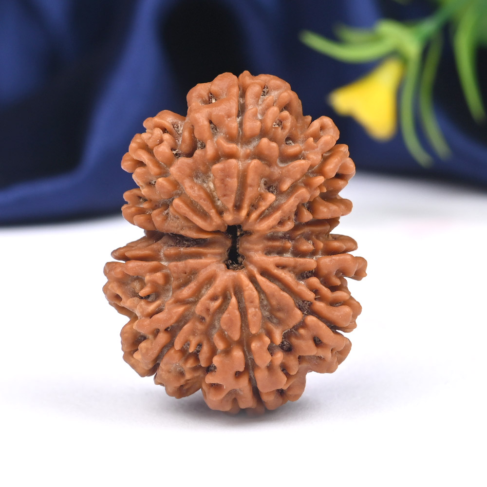 Super Collector 10 Mukhi from Nepal - XLIX