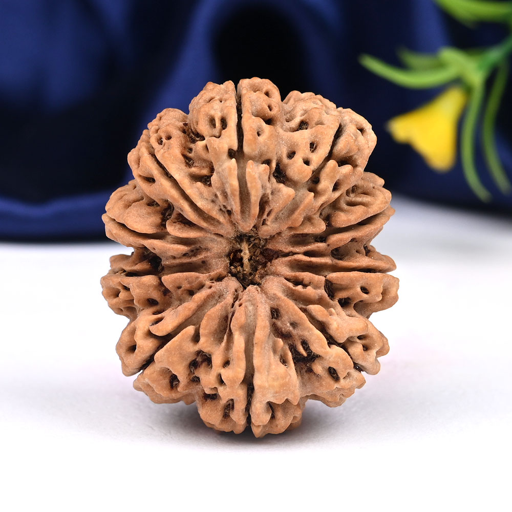 Super Collector 10 Mukhi from Nepal - L