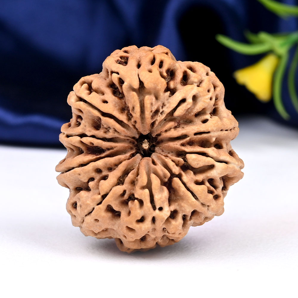 Super Collector 10 Mukhi from Nepal - LI