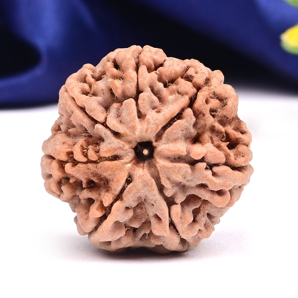 Super Collector 7 Mukhi from Nepal - CDLXXV