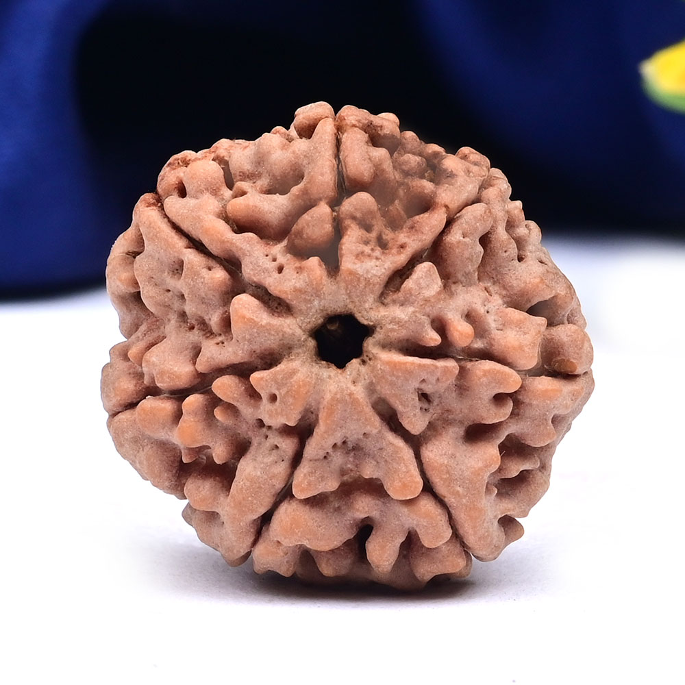 Super Collector 7 Mukhi from Nepal - CDLXXXII