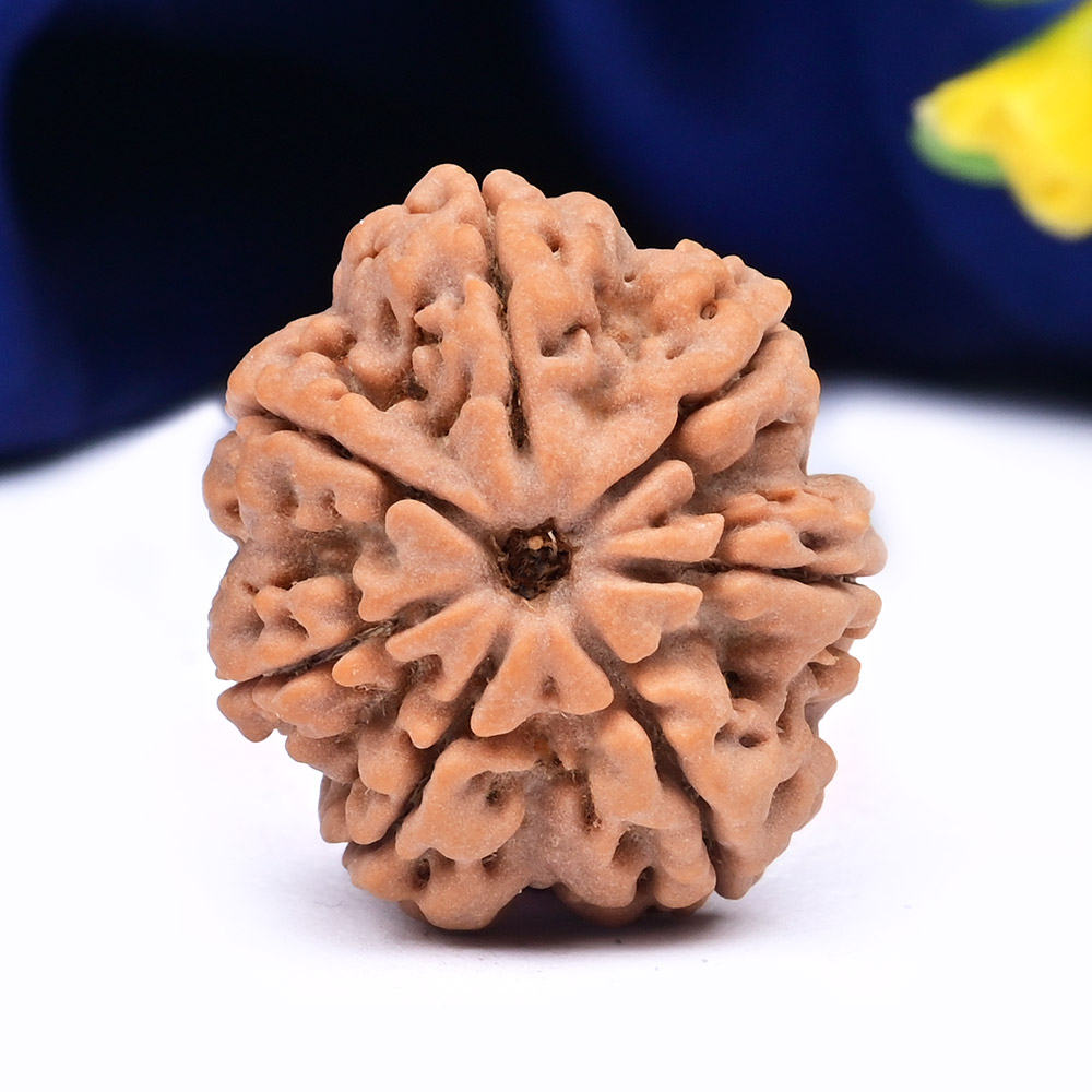 Super Collector 7 Mukhi from Nepal - CDXCI