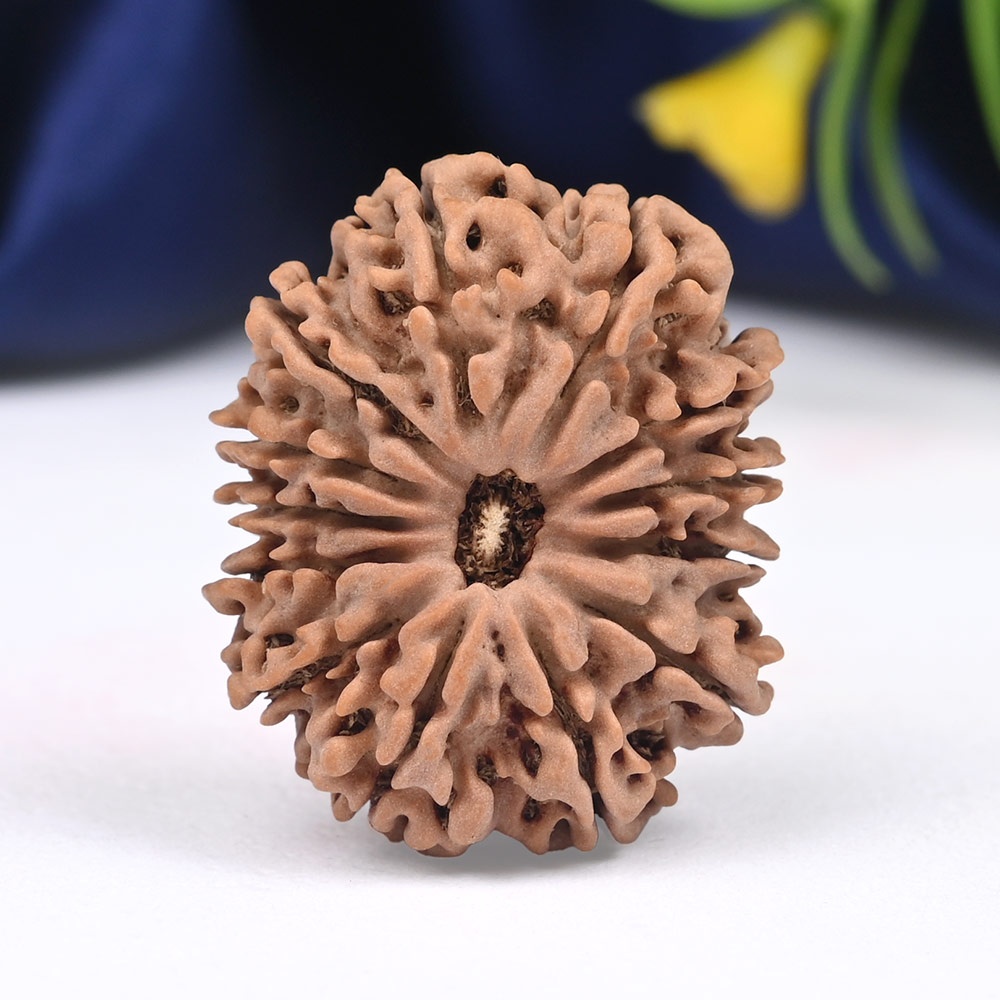 13 Mukhi from Nepal - CCXXII