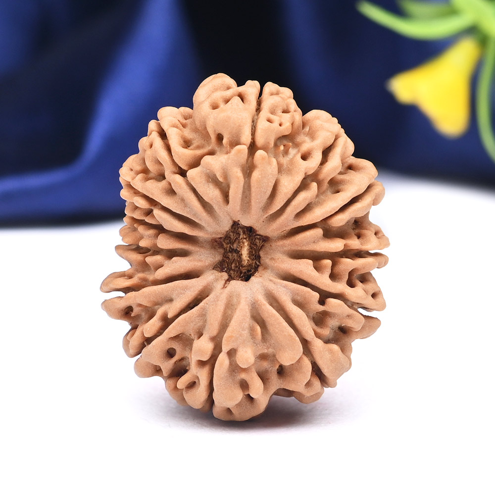 13 Mukhi from Nepal Large - CXXXVI