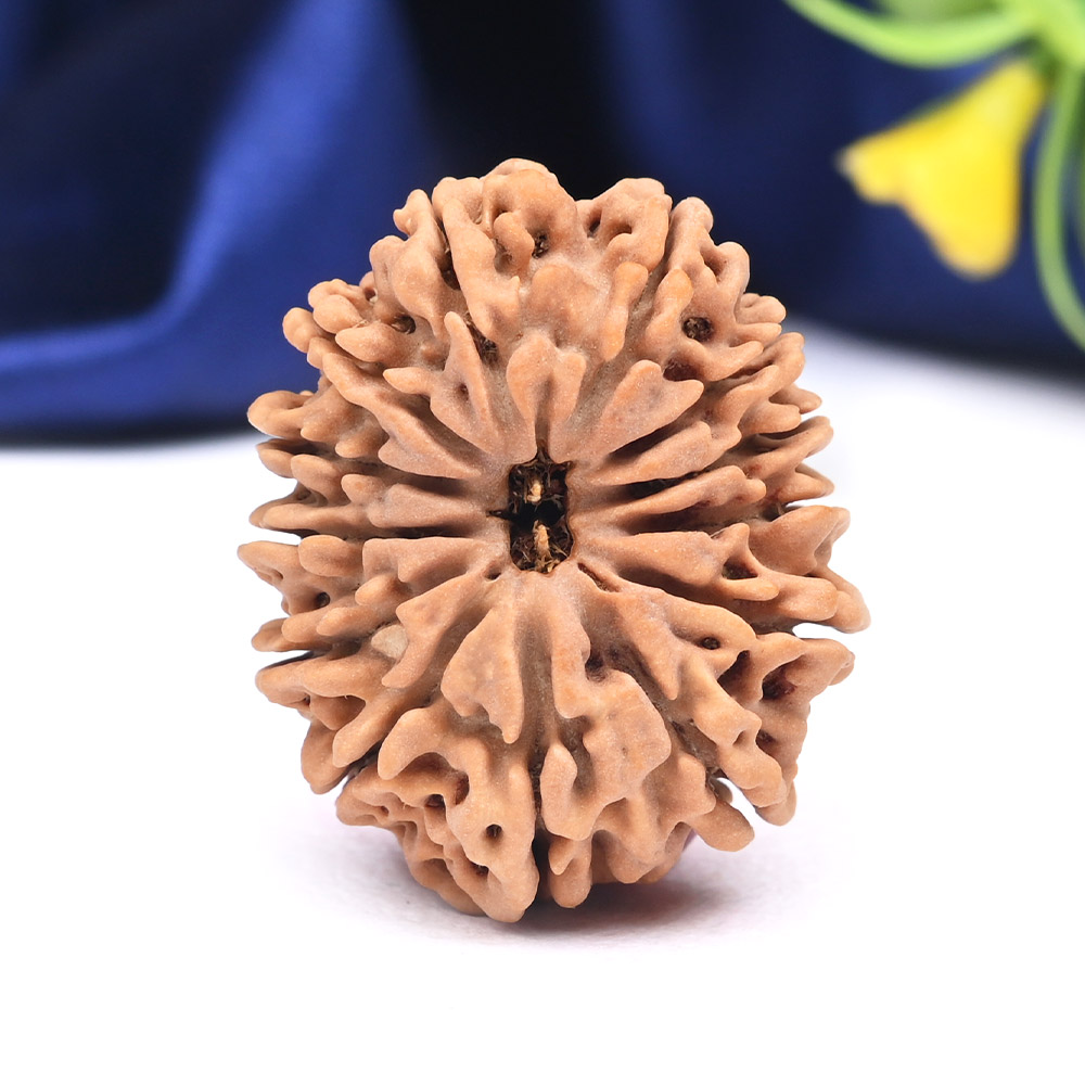 13 Mukhi from Nepal Large - CXXXVII