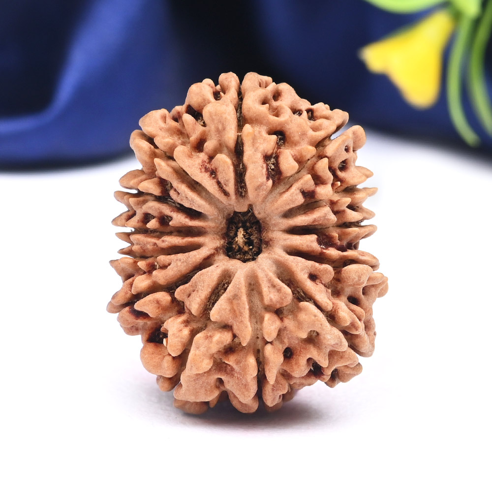13 Mukhi from Nepal Large - CXXXVIII