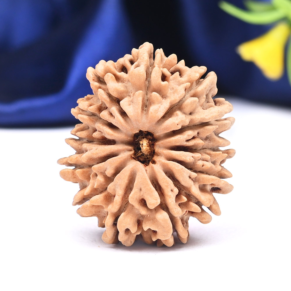 13 Mukhi from Nepal Large - CXXXIX