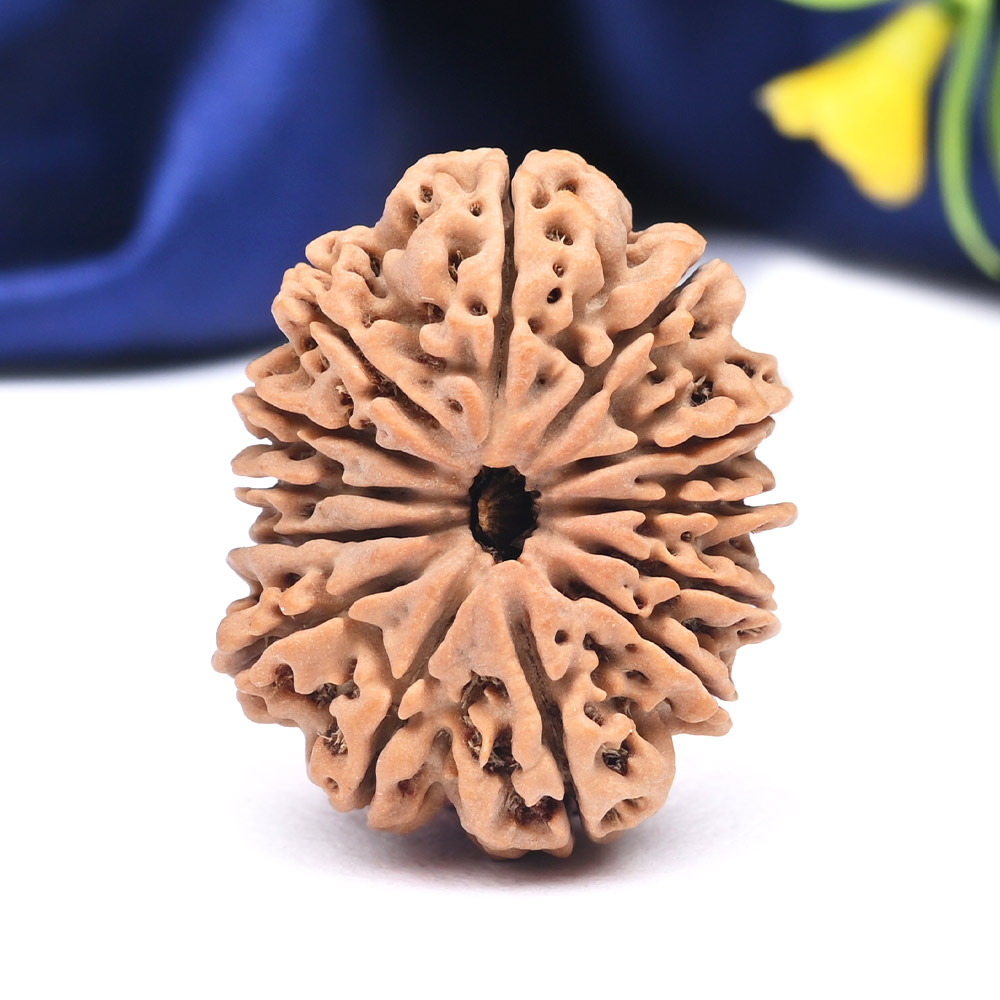 13 Mukhi from Nepal Large - CXL