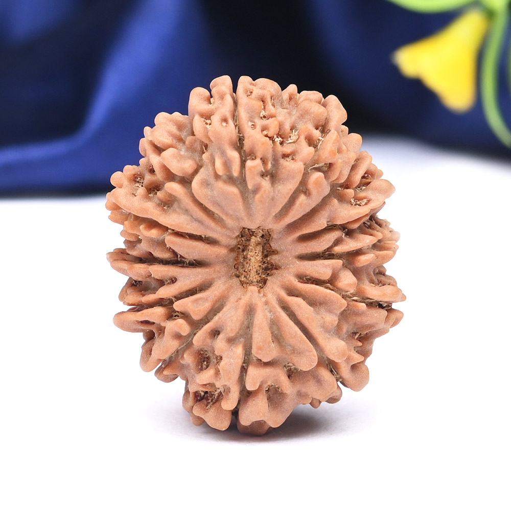 13 Mukhi from Nepal Large - CXLI