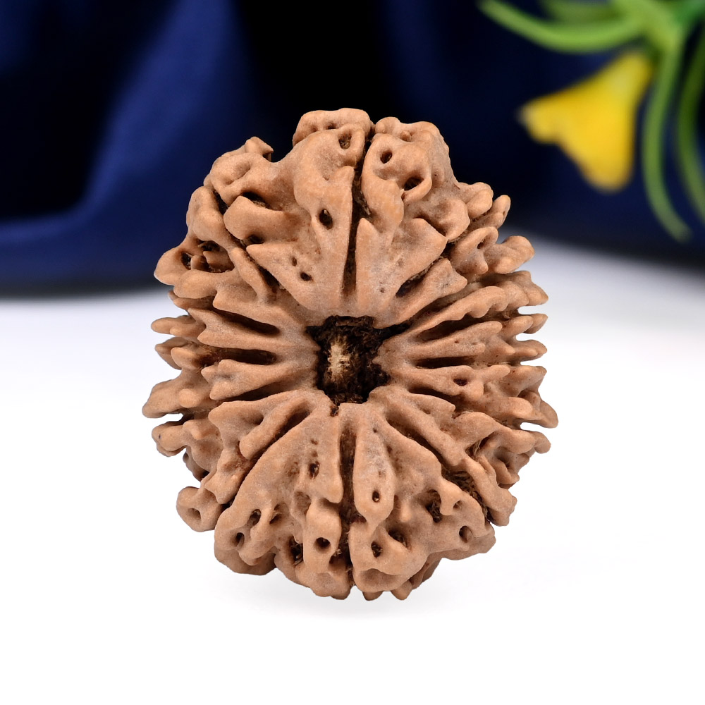 13 Mukhi from Nepal Large - CXLII