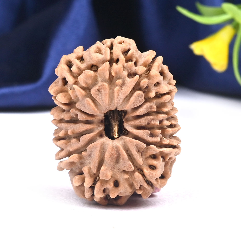 13 Mukhi from Nepal Large - CXLIII