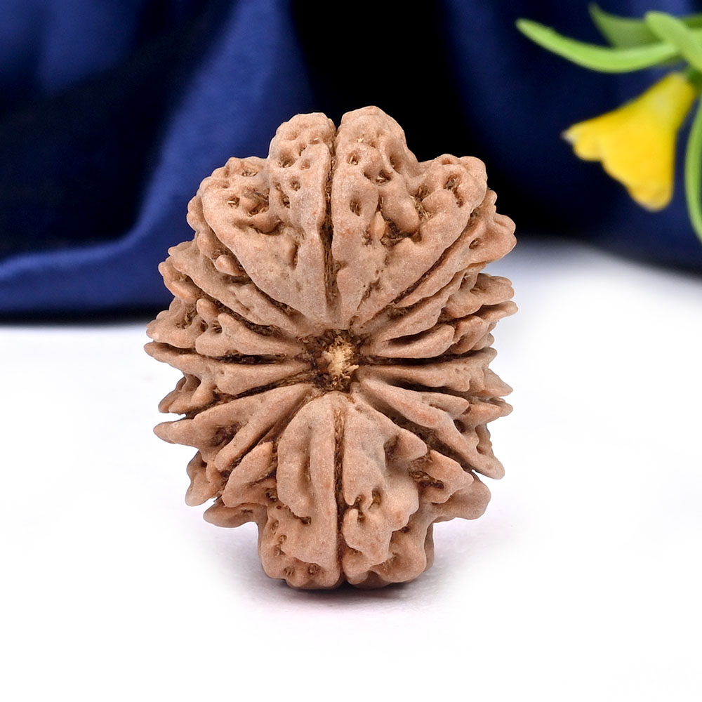 13 Mukhi from Nepal Large - CXLIV