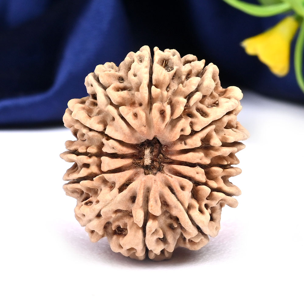 13 Mukhi from Nepal Large - CXLV