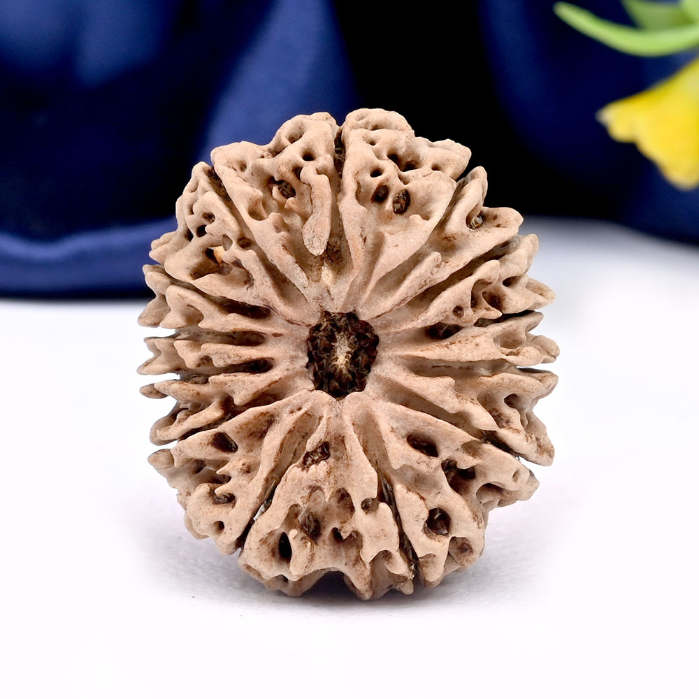 13 Mukhi from Nepal Large - CXLVI