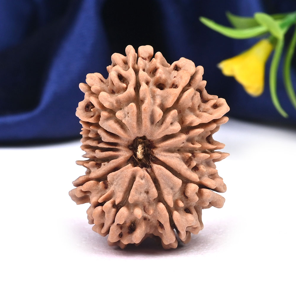 13 Mukhi from Nepal Large - CXLVII