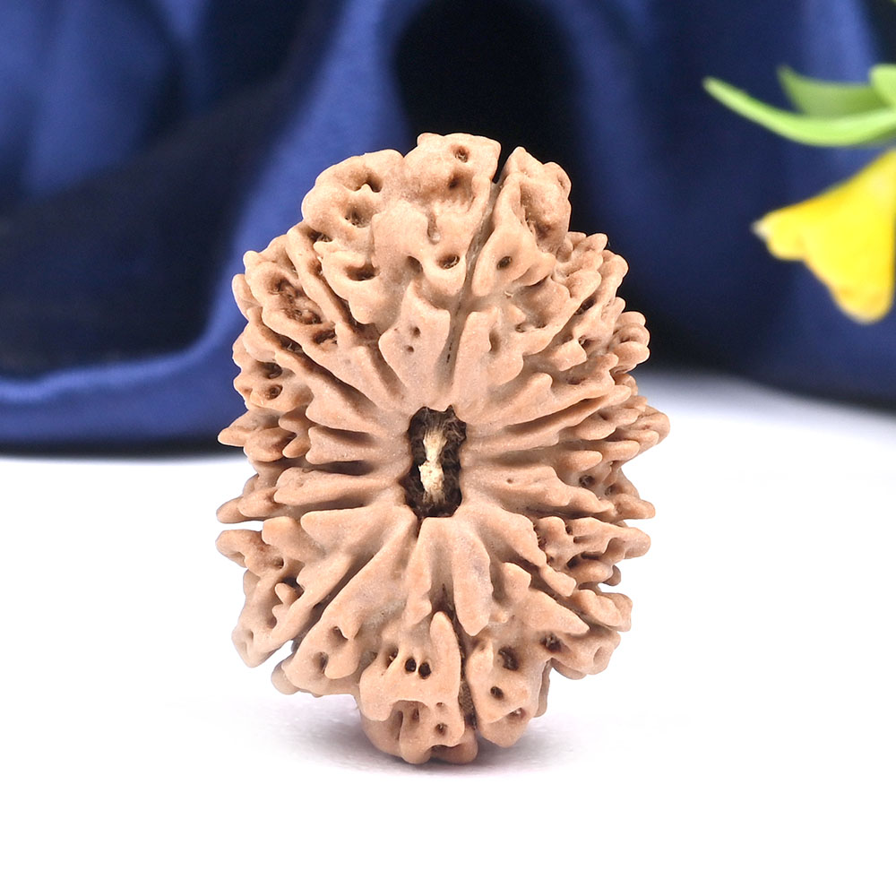 Collector 13 Mukhi from Nepal - CXVIII