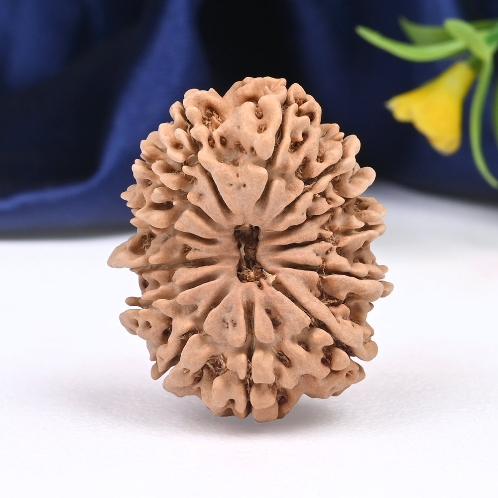 Collector 13 Mukhi from Nepal - CXIX