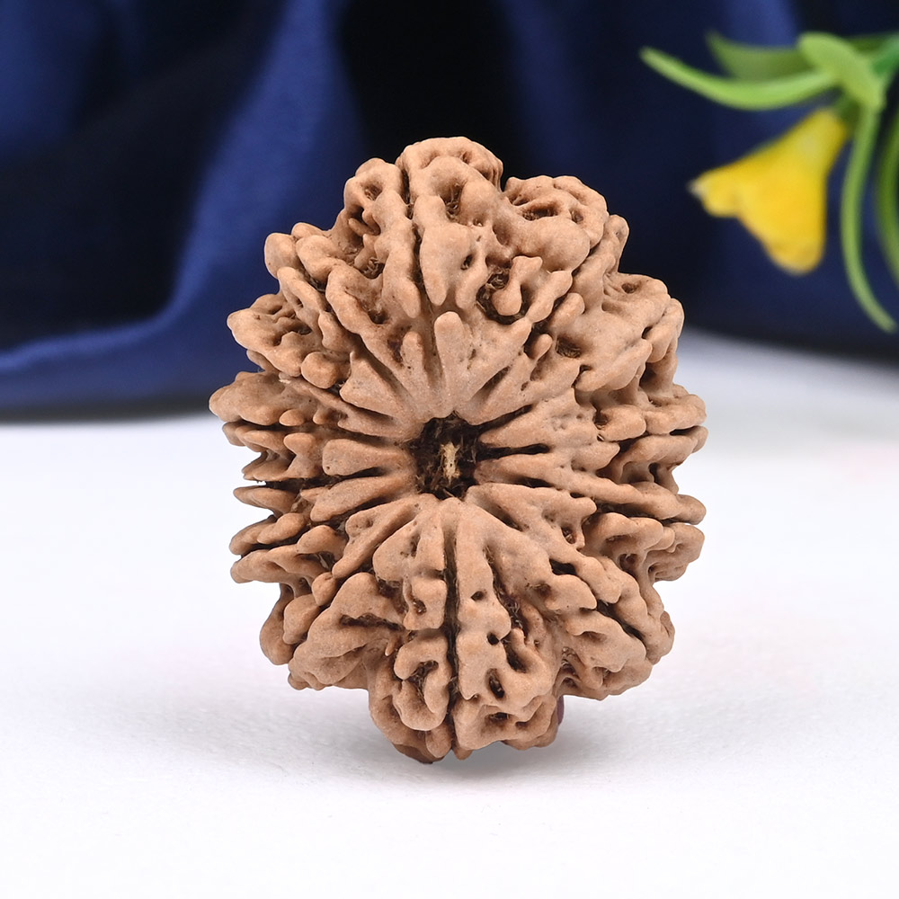 Collector 13 Mukhi from Nepal - CXXII