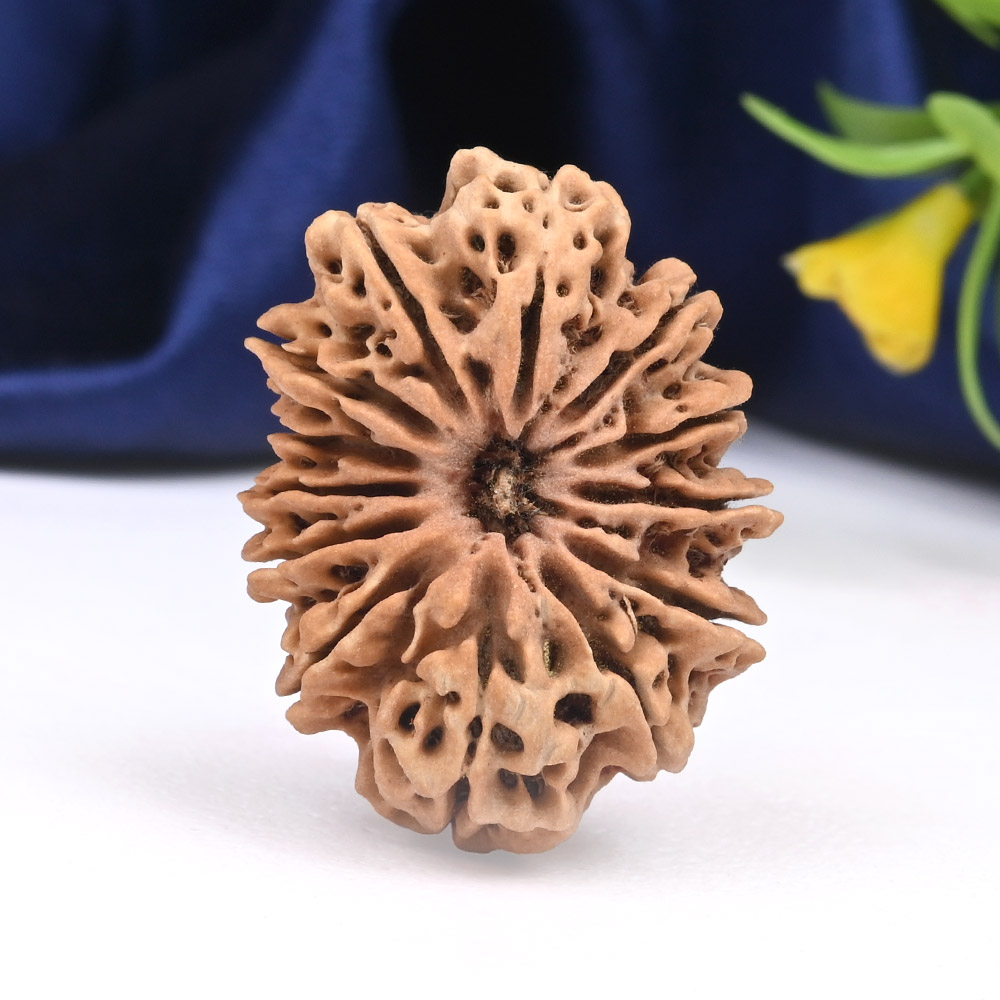 Collector 13 Mukhi from Nepal - CXXIII