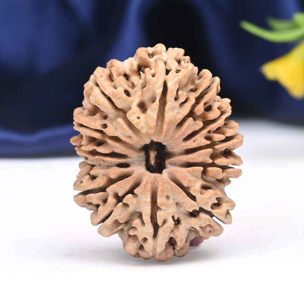 Super Collector 13 Mukhi from Nepal - XCI