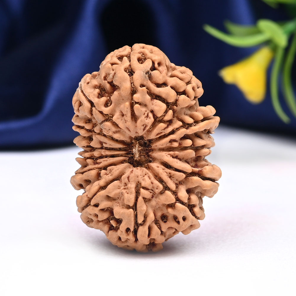 Super Collector 13 Mukhi from Nepal - XCIII