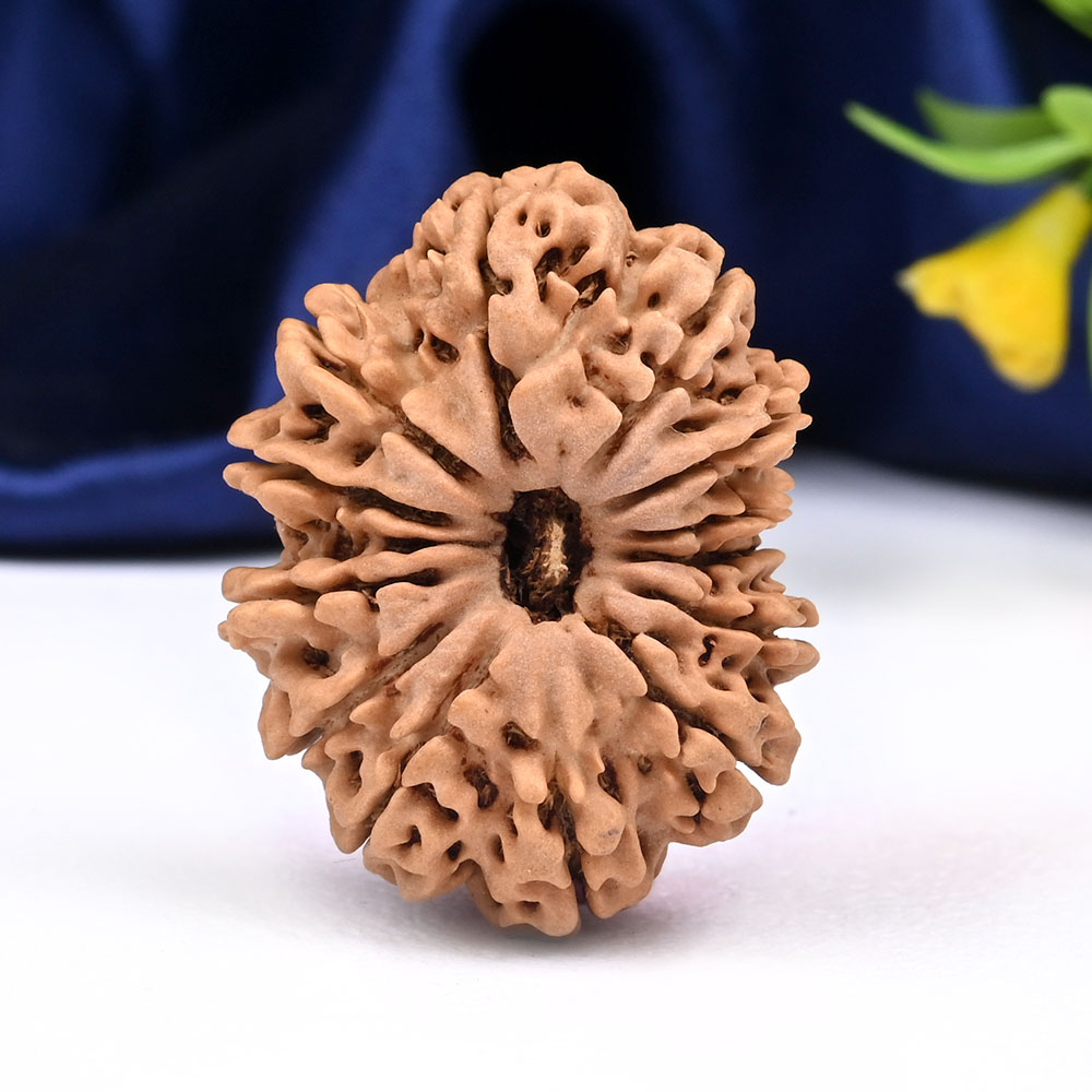 Super Collector 13 Mukhi from Nepal - XCIV