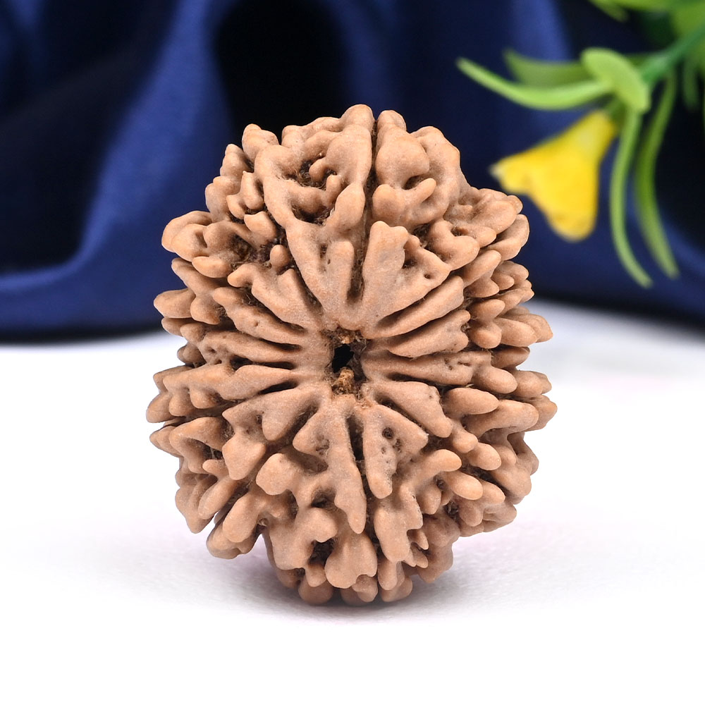 Super Collector 13 Mukhi from Nepal - XCV