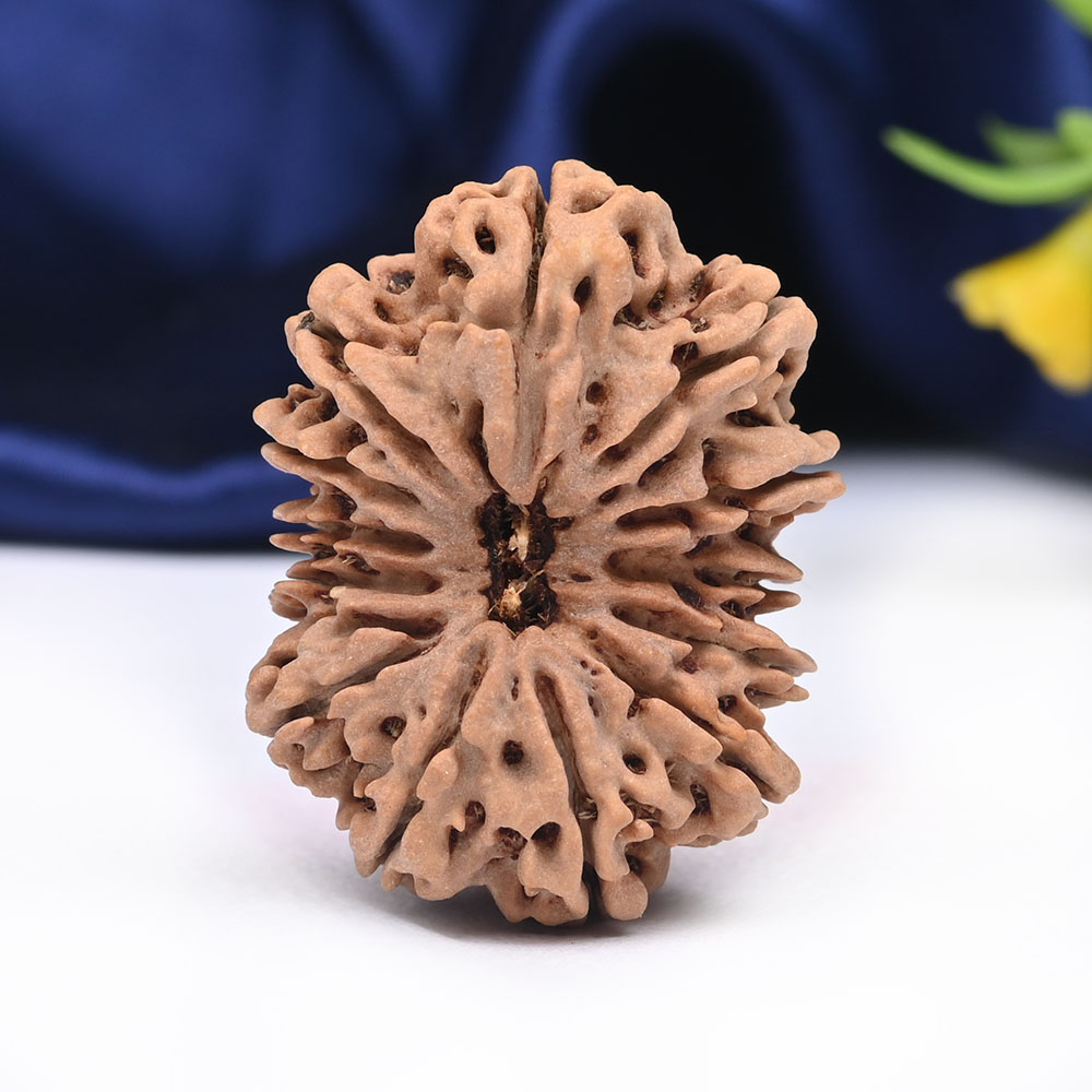 Super Collector 13 Mukhi from Nepal - CIV