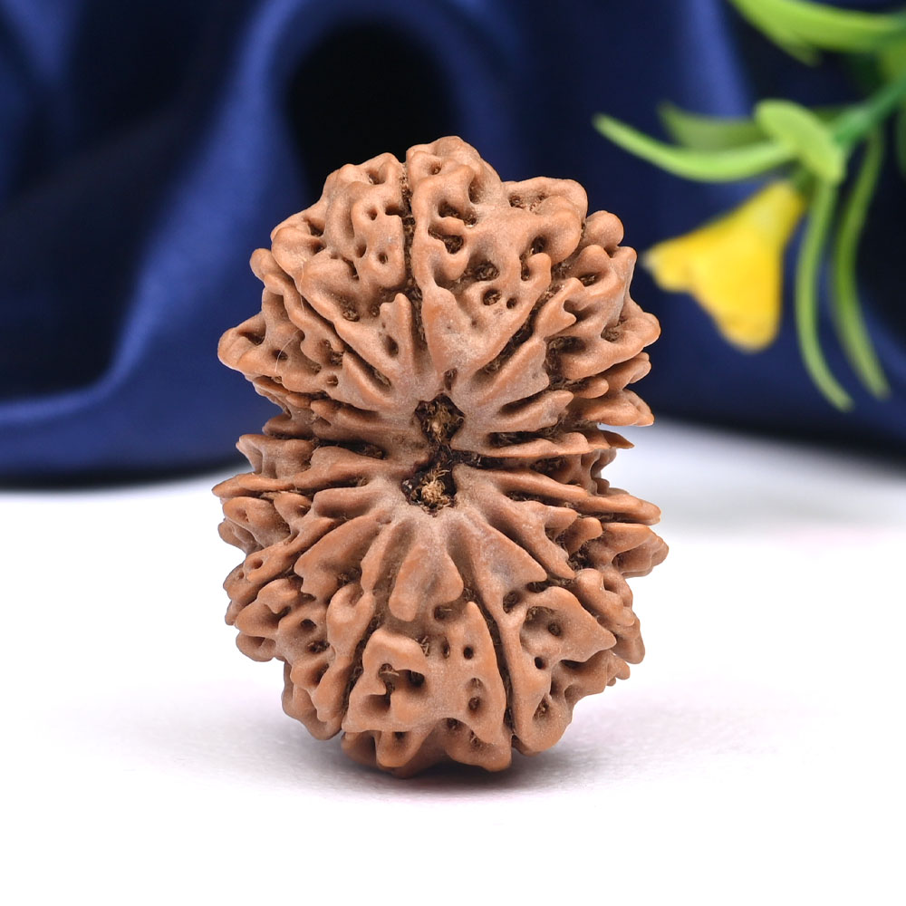 Super Collector 13 Mukhi from Nepal - CV