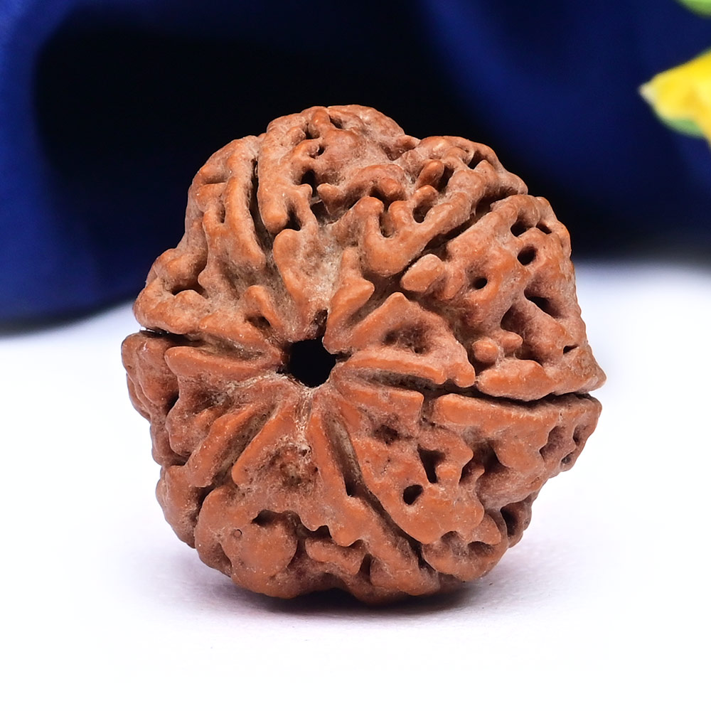 Super Collector 6 Mukhi from Nepal - CCCXXIII