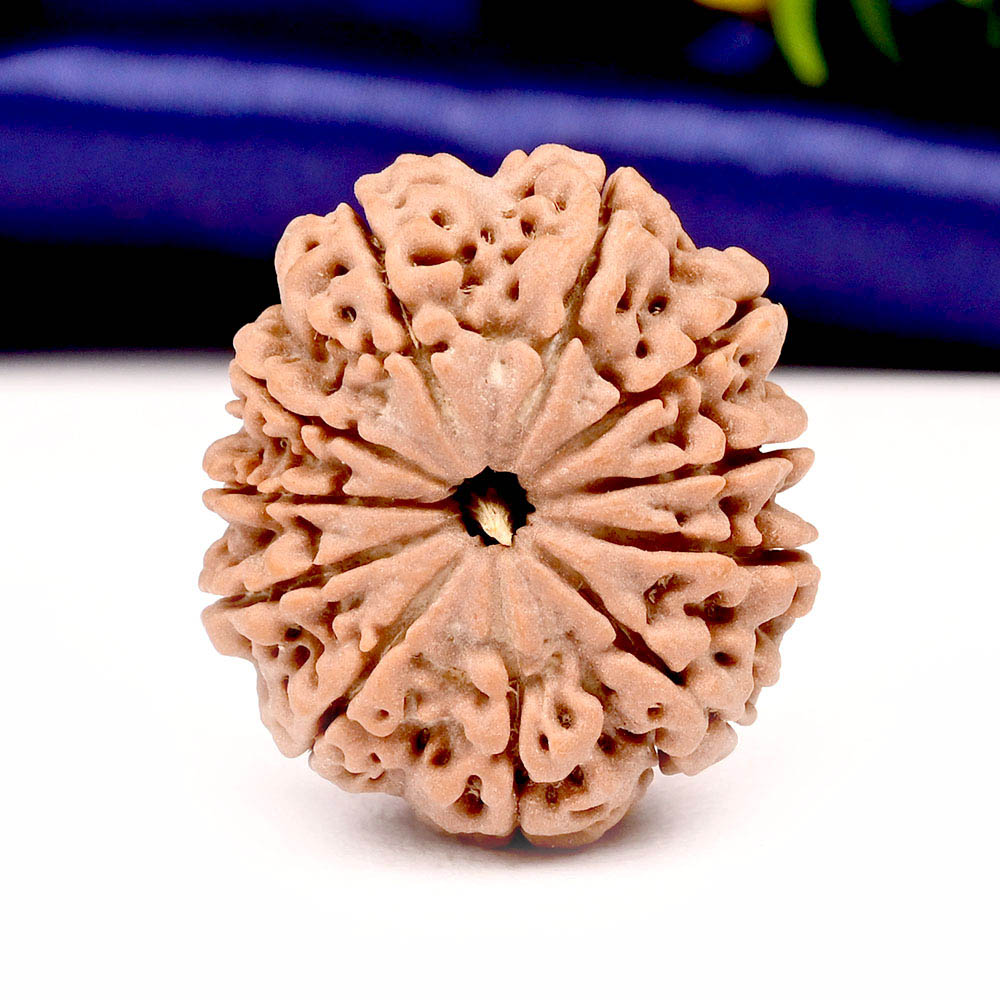 11 Mukhi from Nepal Large - LXXV