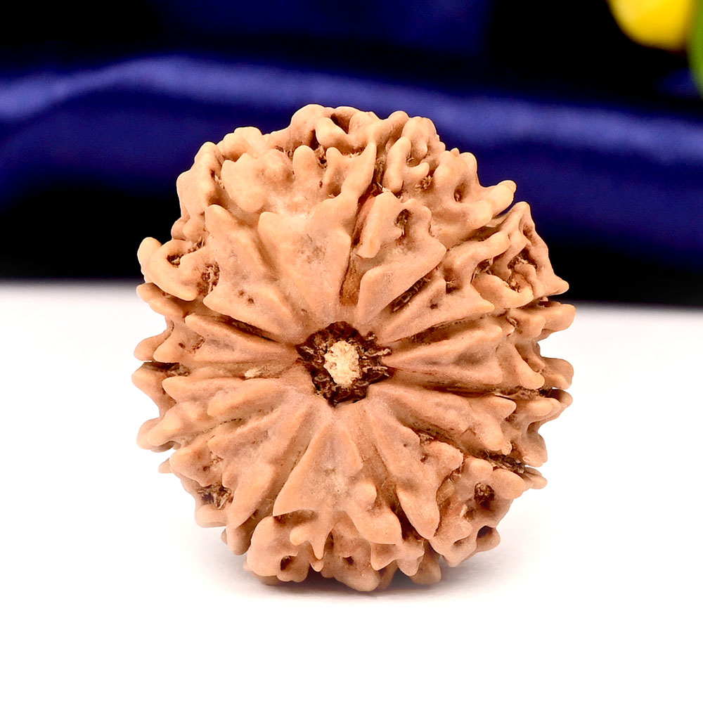 11 Mukhi from Nepal Large - LXXVI