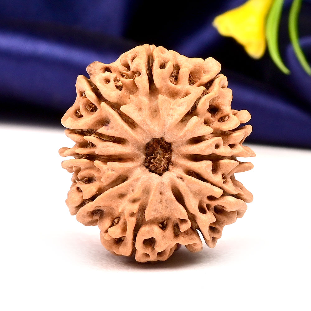 11 Mukhi from Nepal Large - LXXIX