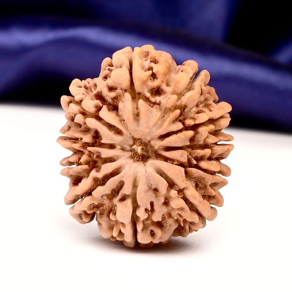 11 Mukhi from Nepal Large - LXXXI