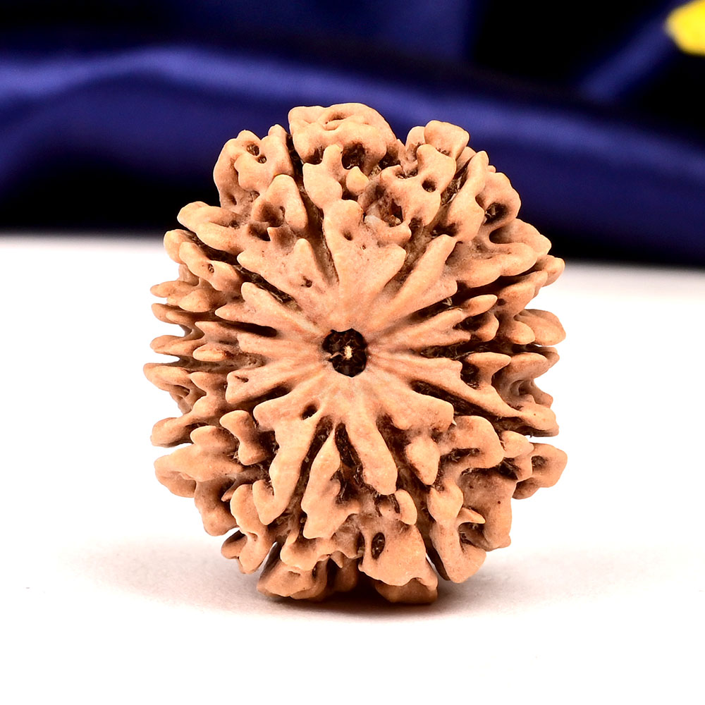 11 Mukhi from Nepal Large - LXXXII