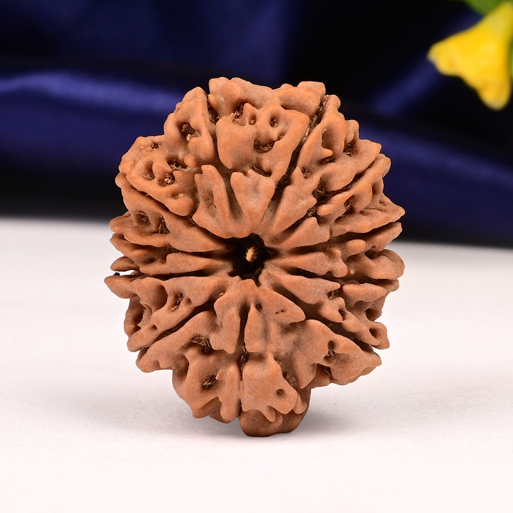 11 Mukhi from Nepal Large - LXXXIV